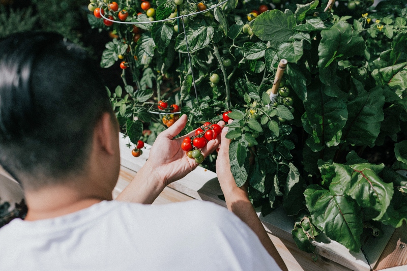 Growing tomatoes in an eco-friendly garden