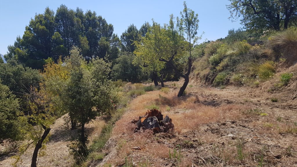 Off Grid Tiny Home on Rustic Land in Spain